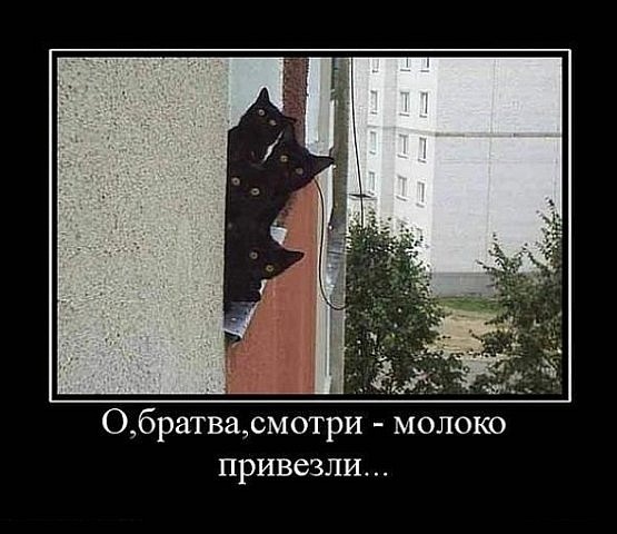 http://cs4440.vkontakte.ru/u2037648/124377535/x_bbdb059b.jpg
